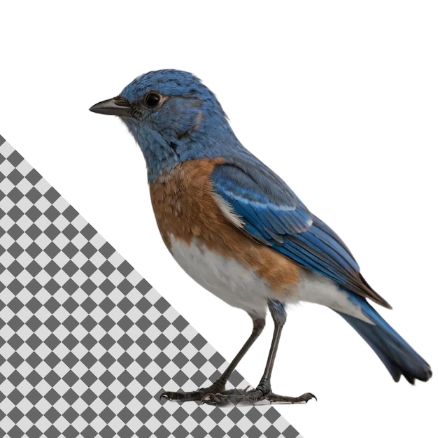 PSD blue bird standing on transparent background highquality