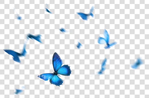 Blue butterflies in flight