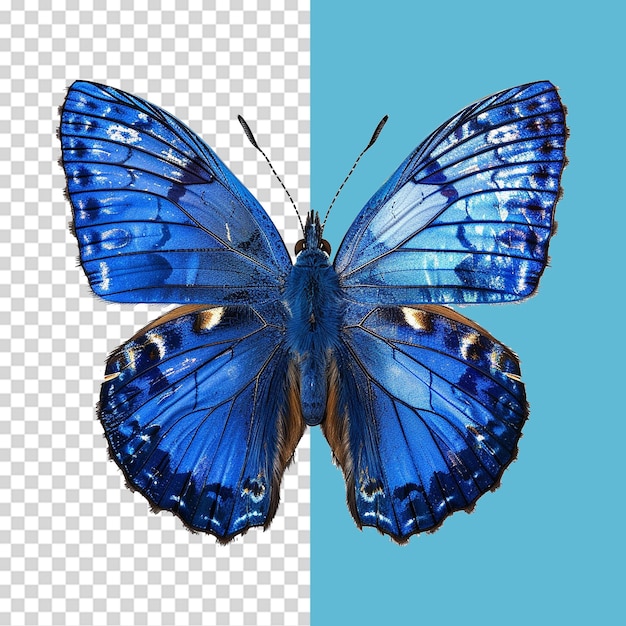 Blue butterfly isolated on transparent background