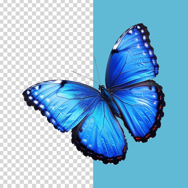 Blue butterfly isolated on transparent background