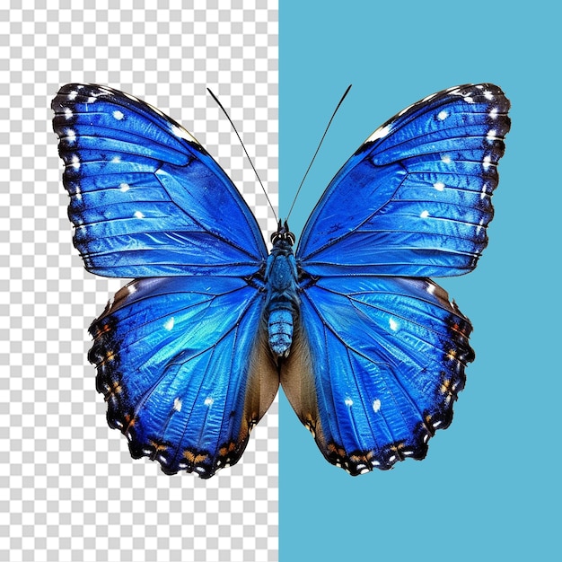 Blue butterfly isolated on transparent background