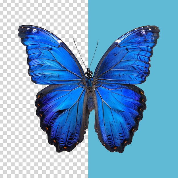 Blue butterfly isolated on transparent background