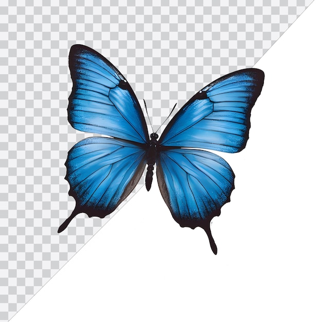 a blue butterfly with a black outline of the butterfly on the bottom