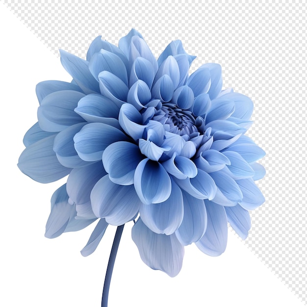 Blue Dahlia Flower