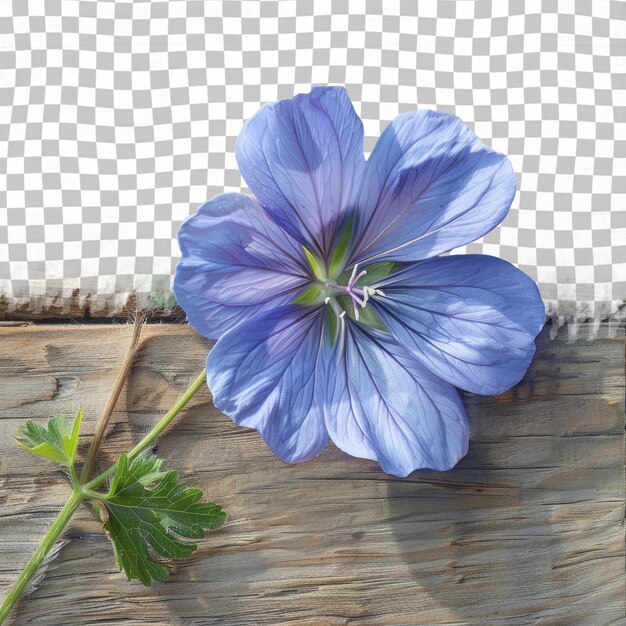 PSD a blue flower is on a wooden table with a checkered background