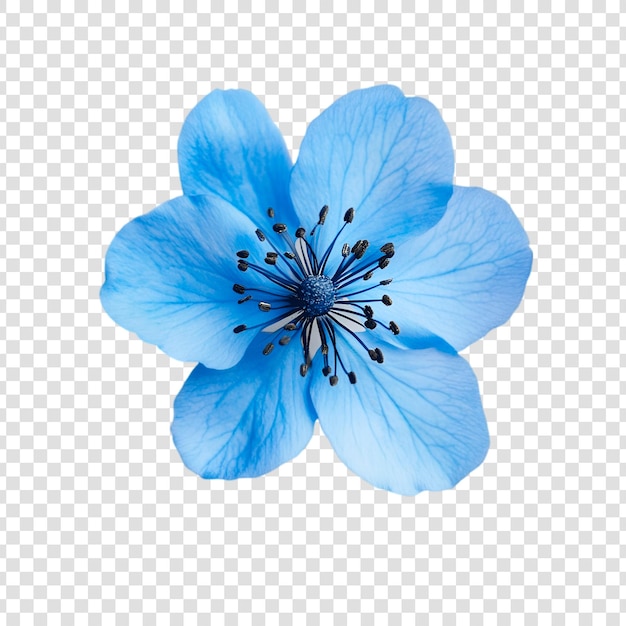 A blue flower on a white background