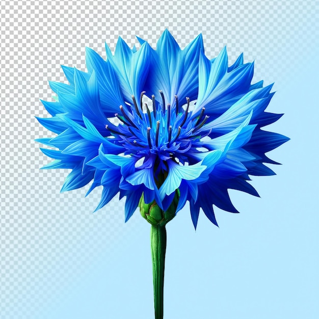 PSD a blue flower with a blue flower on it