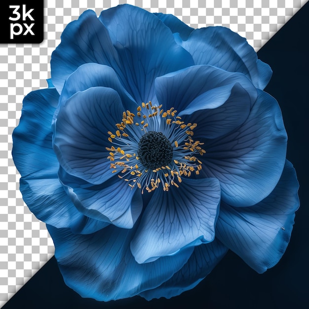 PSD a blue flower with the letters  xm  on it