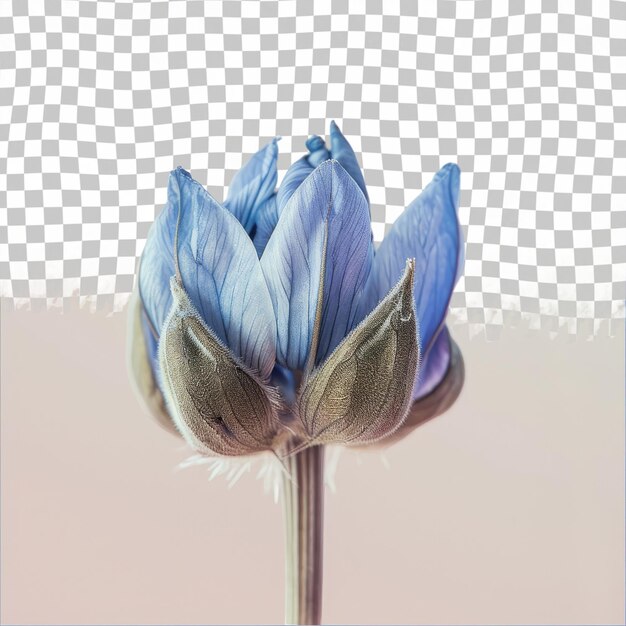 PSD a blue flower with the name  on it