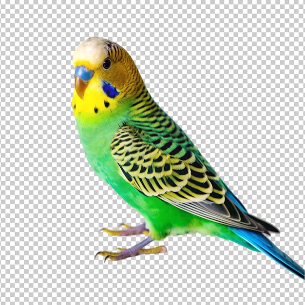 PSD a blue and green budgie bird with yellow feathers