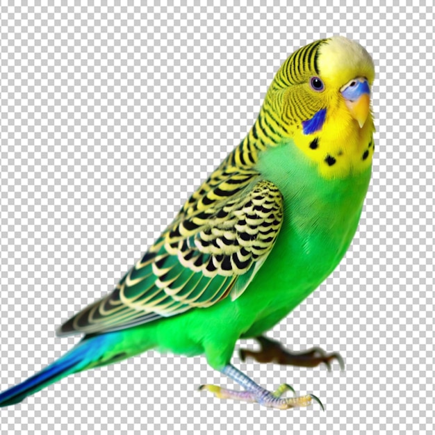 PSD a blue and green budgie bird with yellow feathers