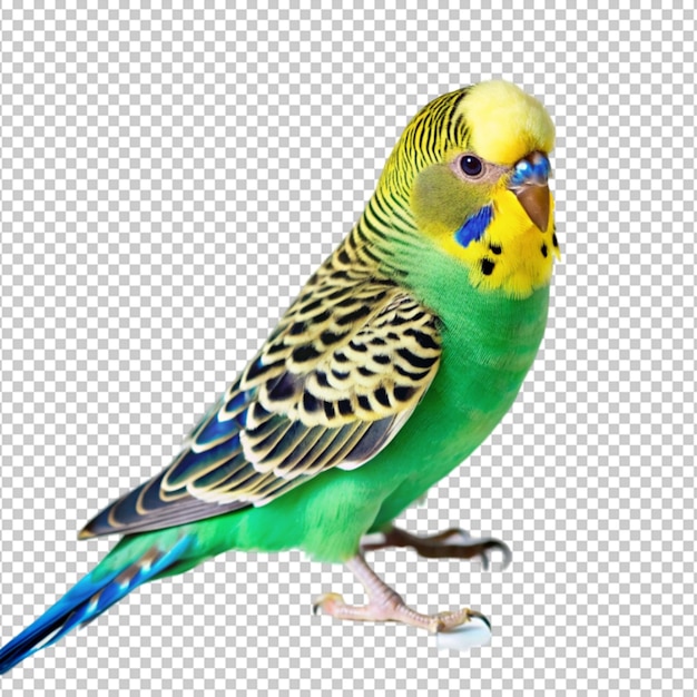 PSD a blue and green budgie bird with yellow feathers