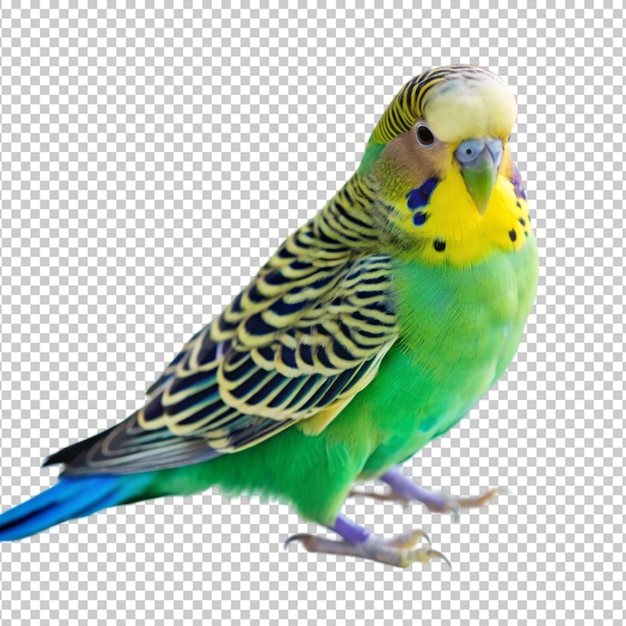 PSD a blue and green budgie bird with yellow feathers