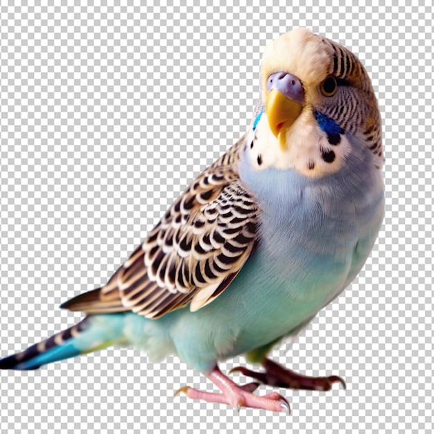 a blue and green budgie bird with yellow feathers