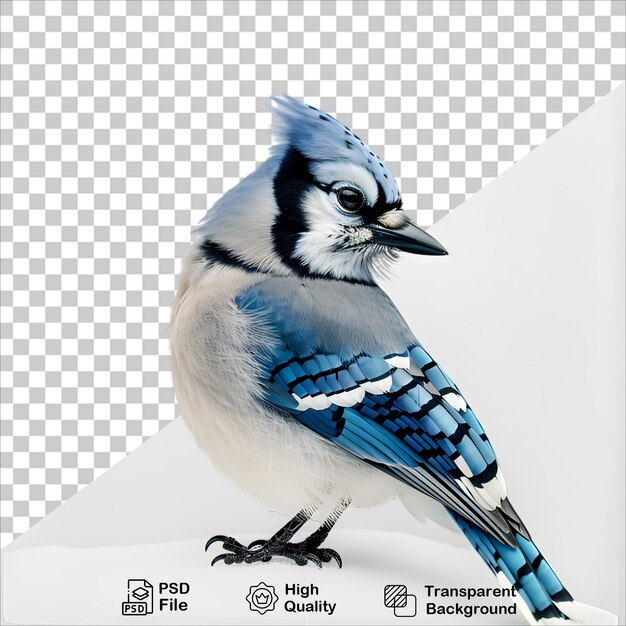 Blue Jay Bird PNG Isolated on Transparent Background