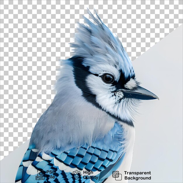 Blue Jay PNG Isolated on Transparent Background