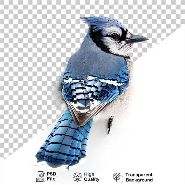 Blue Jay PNG Isolated on Transparent Background