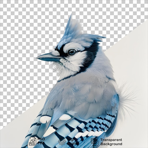 PSD blue jay png isolated on transparent background