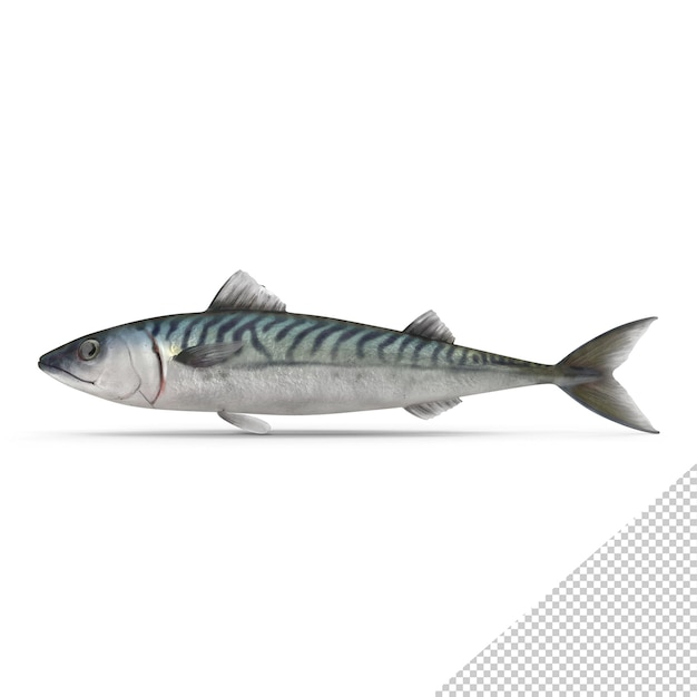 Blue Mackerel PNG