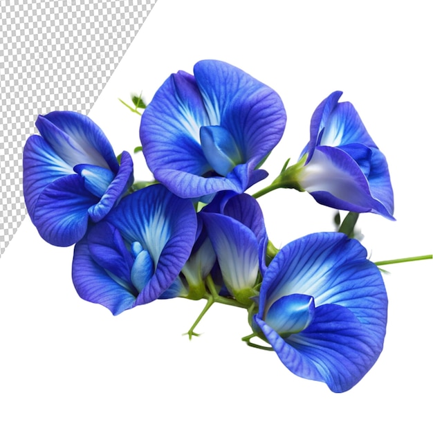 PSD blue pea or asian pigeonwing flowers isolated on transparent background