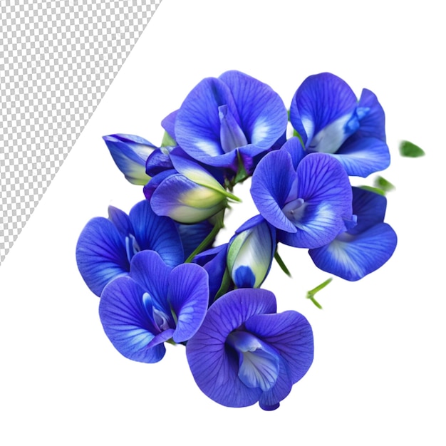 PSD blue pea or asian pigeonwing flowers isolated on transparent background