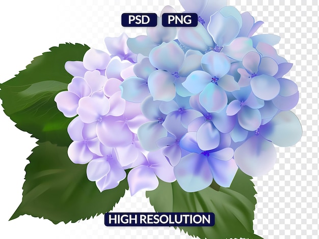 Blue to Purple Gradient Hydrangeas with Green Leaves Isolated on Transparent Background