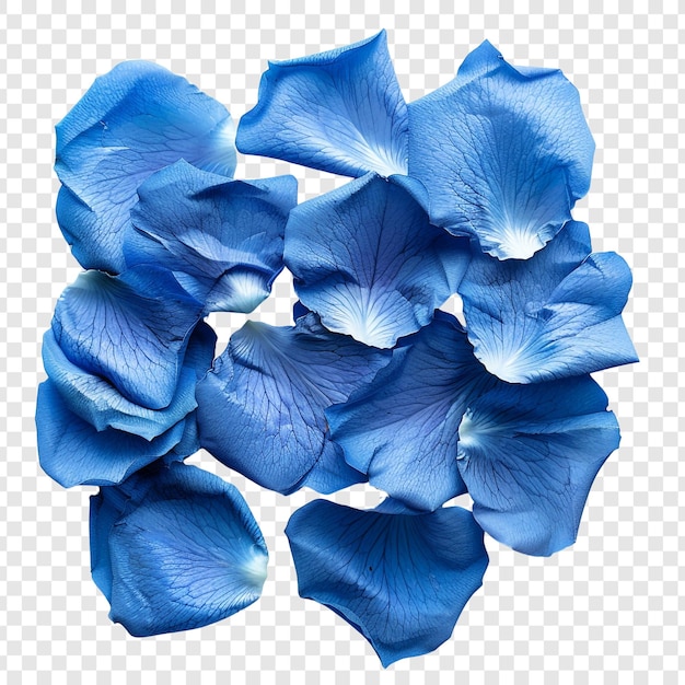 Blue Rose Petals