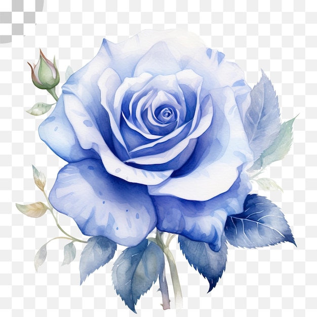 blue rose watercolor transparent background