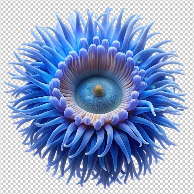 PSD blue sea anemone on white background 23