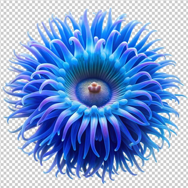 PSD blue sea anemone