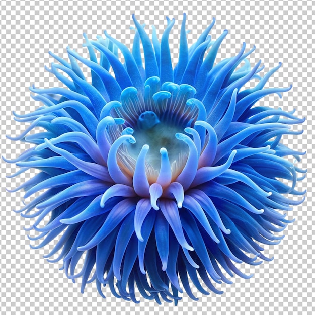 blue sea anemone