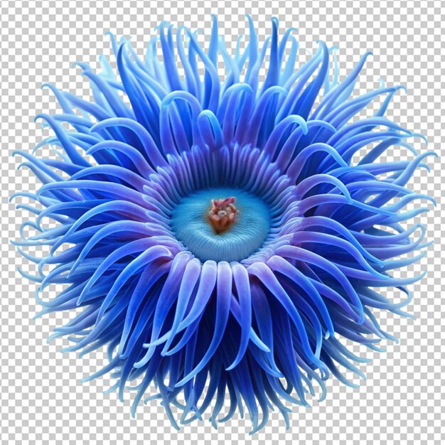 PSD blue sea anemone