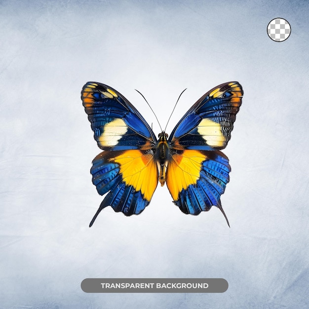 PSD blue and yellow butterfly wings close up isolated on transparent background