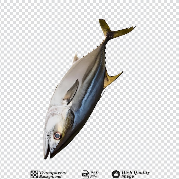 Bluefin tuna isolated on transparent background