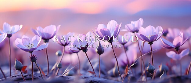 blurred purple flower background with blurred background