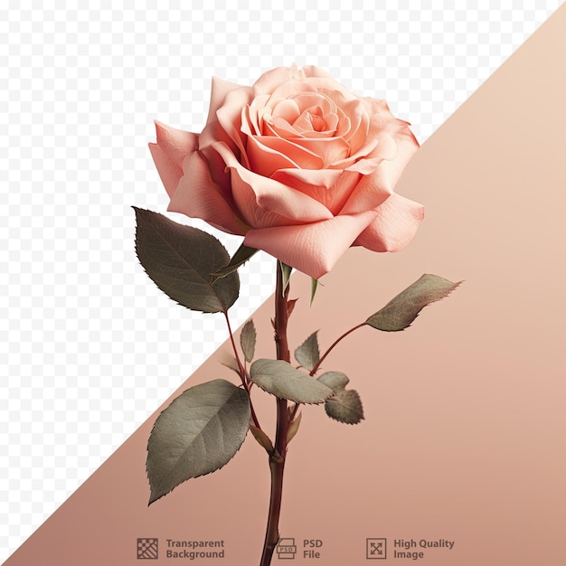 Blurtransparent background with a rose