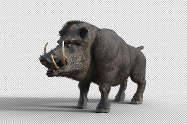 Boar isolated 3d render