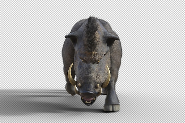 Boar isolated 3d render