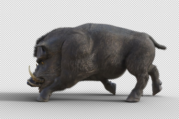 Boar isolated 3d render