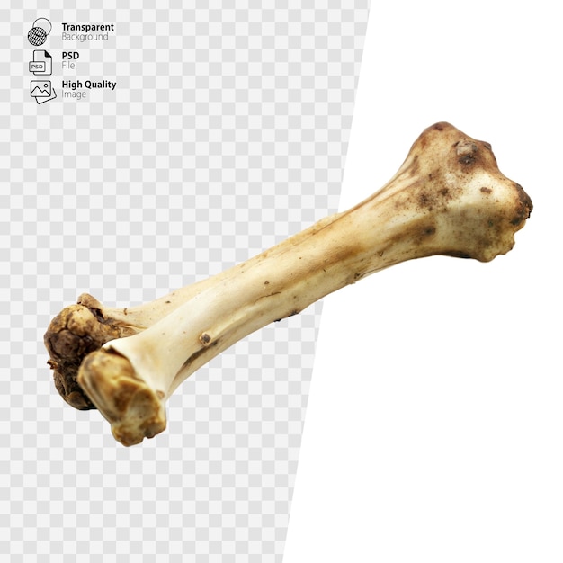 PSD bone fragment on transparent background