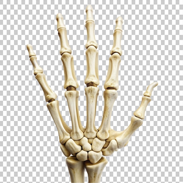 PSD bones of the hand