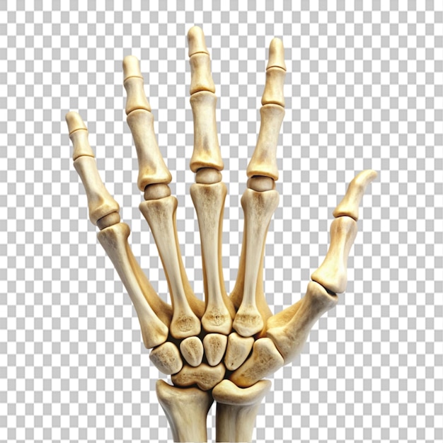 PSD bones of the hand