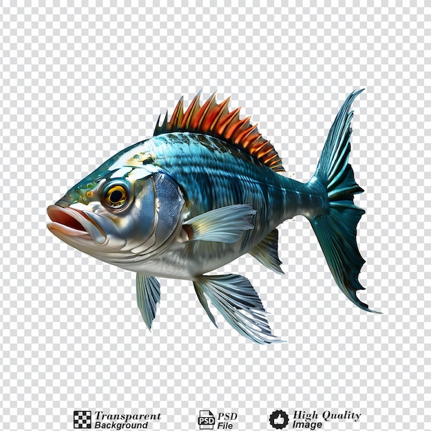 bonito fish isolated on transparent background