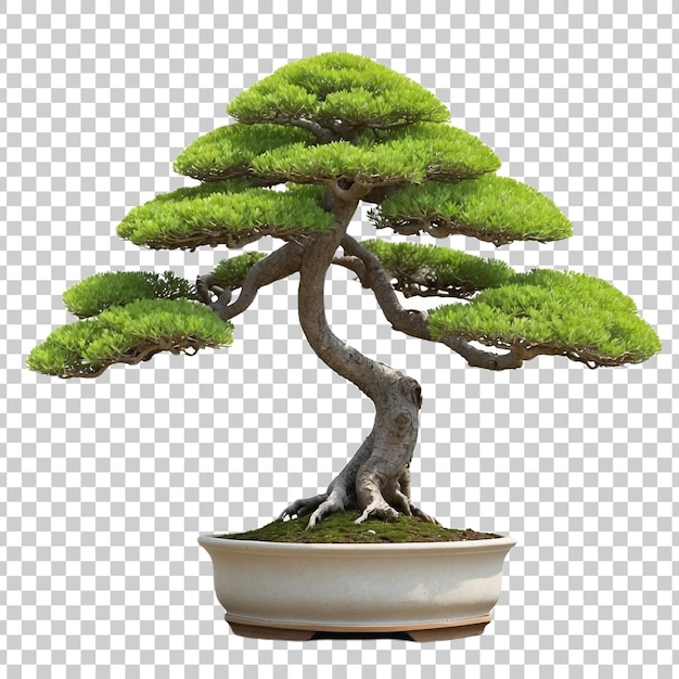 PSD a bonsai tree is shown in a brown pot isolated on transparent background