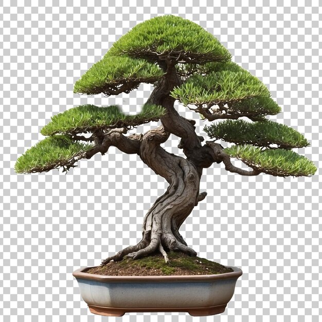 PSD a bonsai tree is shown in a brown pot isolated on transparent background