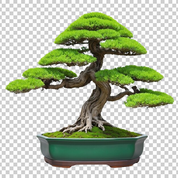 PSD a bonsai tree is shown in a pot with a green plant