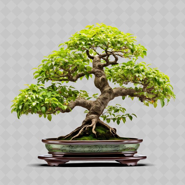 a bonsai tree with a pot of bonsai on it