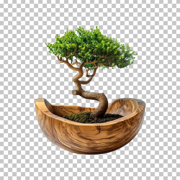 A bonsai tree in a wooden pot on a transparent background