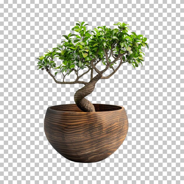 A bonsai tree in a wooden pot on a transparent background