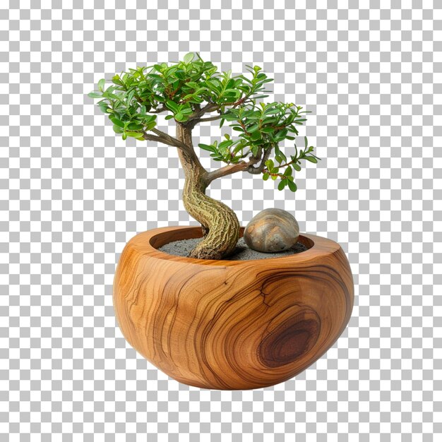 A bonsai tree in a wooden pot on a transparent background